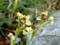 Ophrys bombyliflora